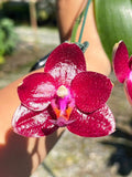 Phal. Mituo King