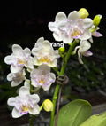 Phal. SWR Snowflake ‘ES’
