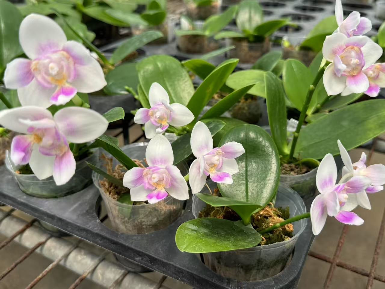 Phal. SWR Snowflake ‘ES’