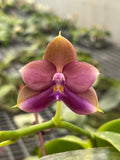 Phal. (Mok Choi Yew × SWR GV)