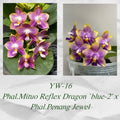 YW-16 (Phal. Mituo Reflex Dragon Blue × Phal. Penang Jewel)
