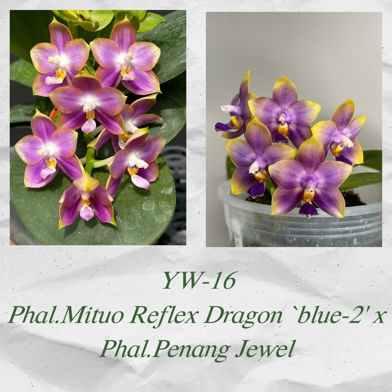 YW-16 (Phal. Mituo Reflex Dragon Blue × Phal. Penang Jewel)