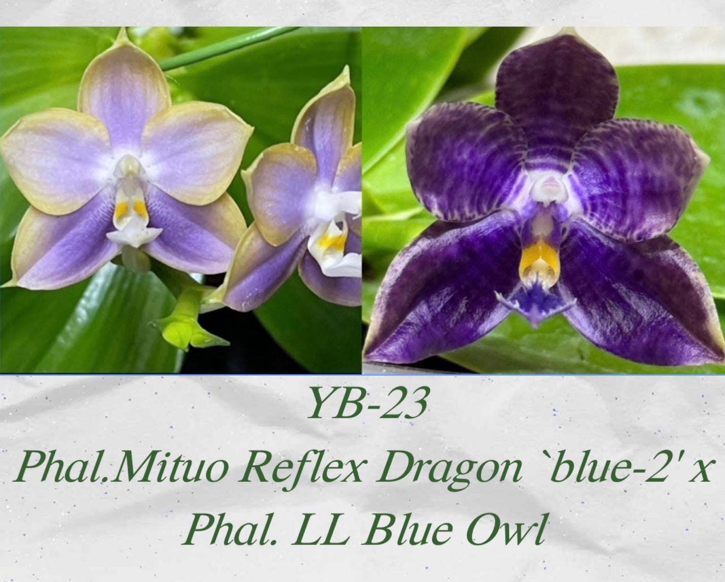 YB-23 (Phal. Mituo Reflex Dragon Blue × Phal. LL Blue Owl)