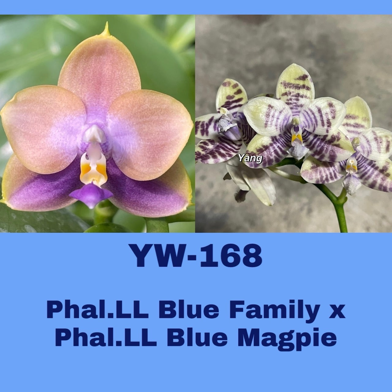 YW-168 (Phal. LL Blue Family × Phal. LL Blue Magpie)