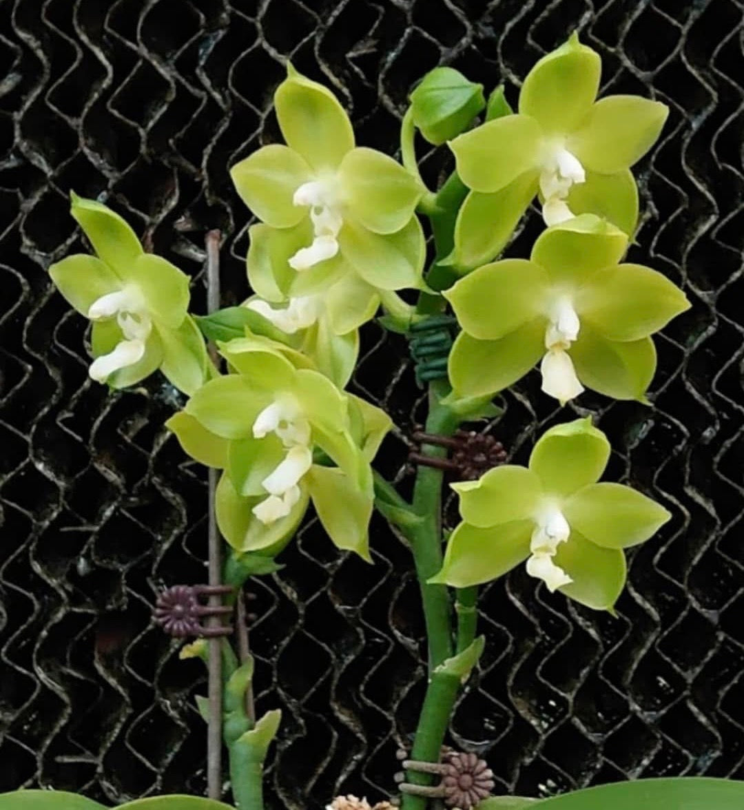 Phal. Miro Green Dream ‘Miro’