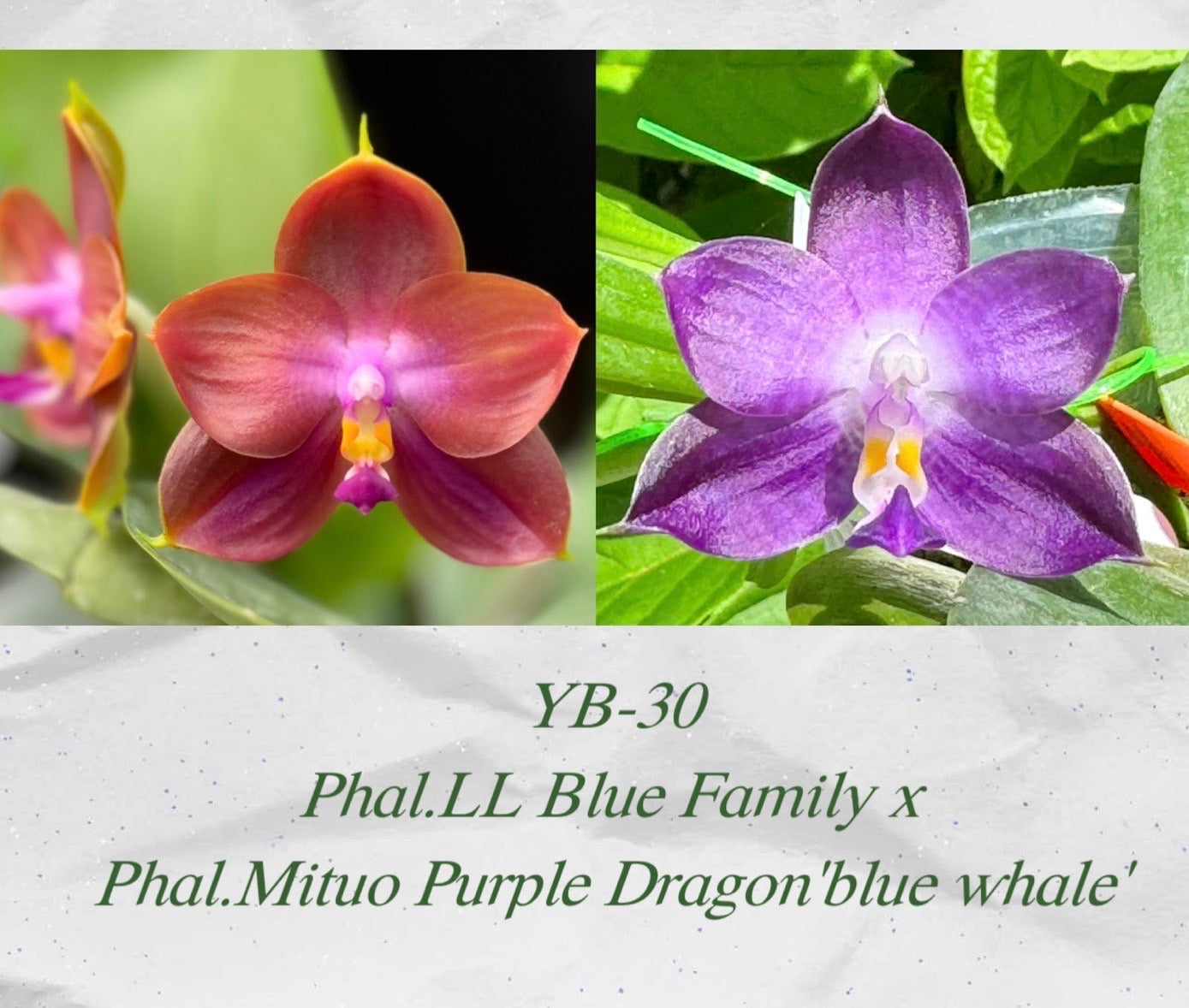 YB-30 (Phal. LL Blue Family × Phal. Mituo Purple Dragon ‘Blue Whale’)