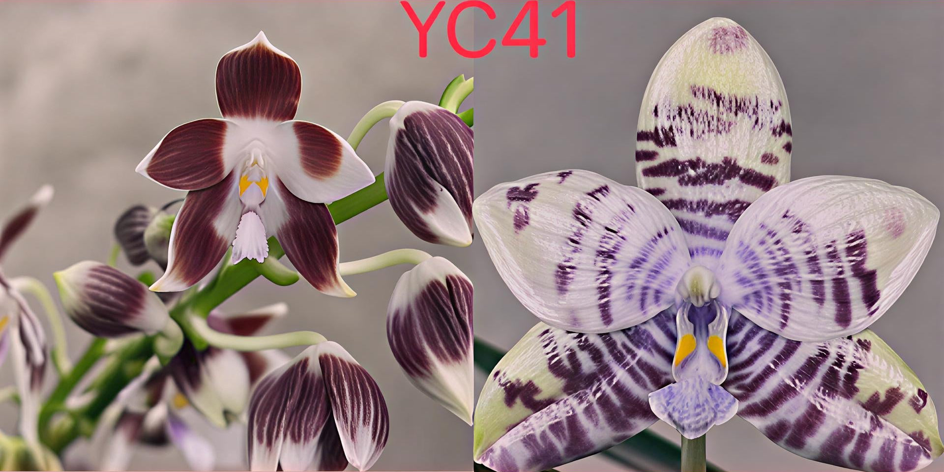 YC41