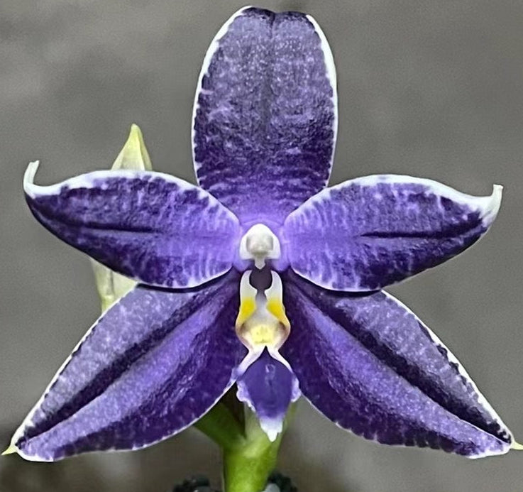 Close-up of a purple orchid flower with green leaves on a blurred background